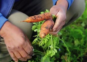 Bitcoin is Helping Argentinian Organic Farmers