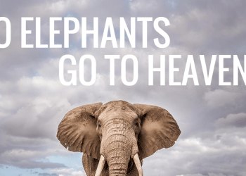 Bitcoin – Empowering Rural Economy’s and Protecting the Elephants in Africa