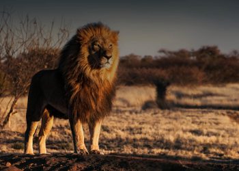 brave browser doing great