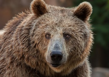 SibCoin Expands Its Reach to China’s Cryptocurrency Market after Tasting National Success