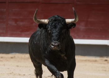 Stellar XLM market bull run