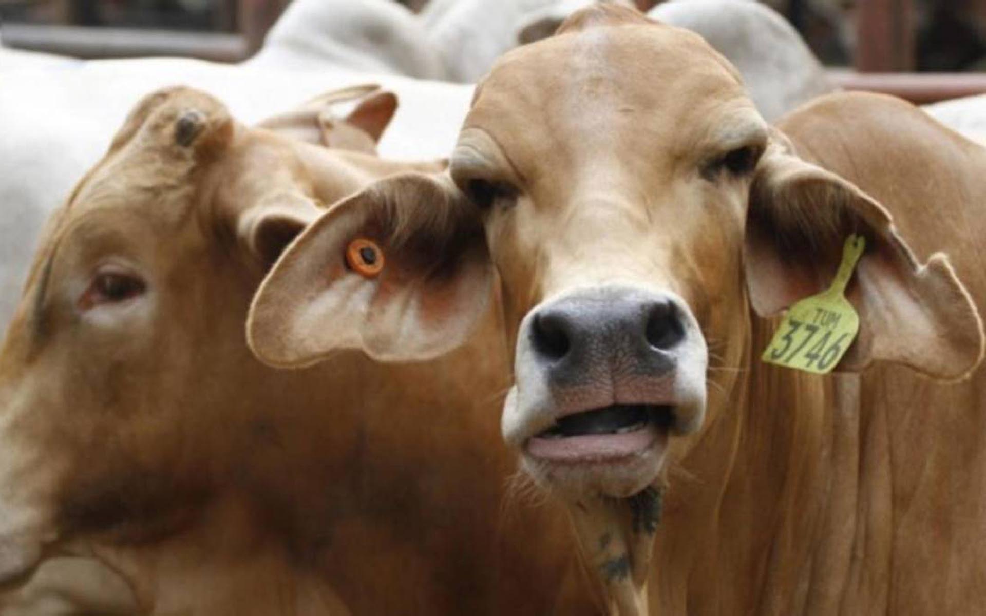 All Hat and No Cattle