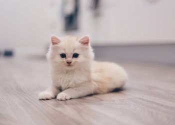 Belgium Central Bank Governor Declares Bitcoin is Not a Threat