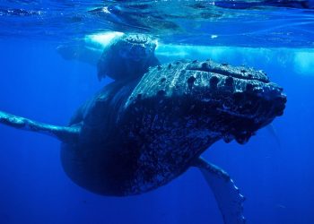 bitcoin whale moves 1 billion