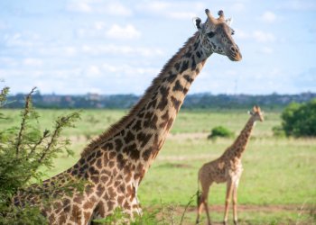 Police Arrest Three Bitcoin Traders in Kenya