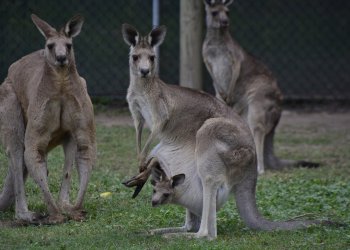 Australia Creates Tax Taskforce to Monitor Crypto Traders