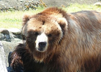 NEO Shines as Bears Bash Crypto Markets