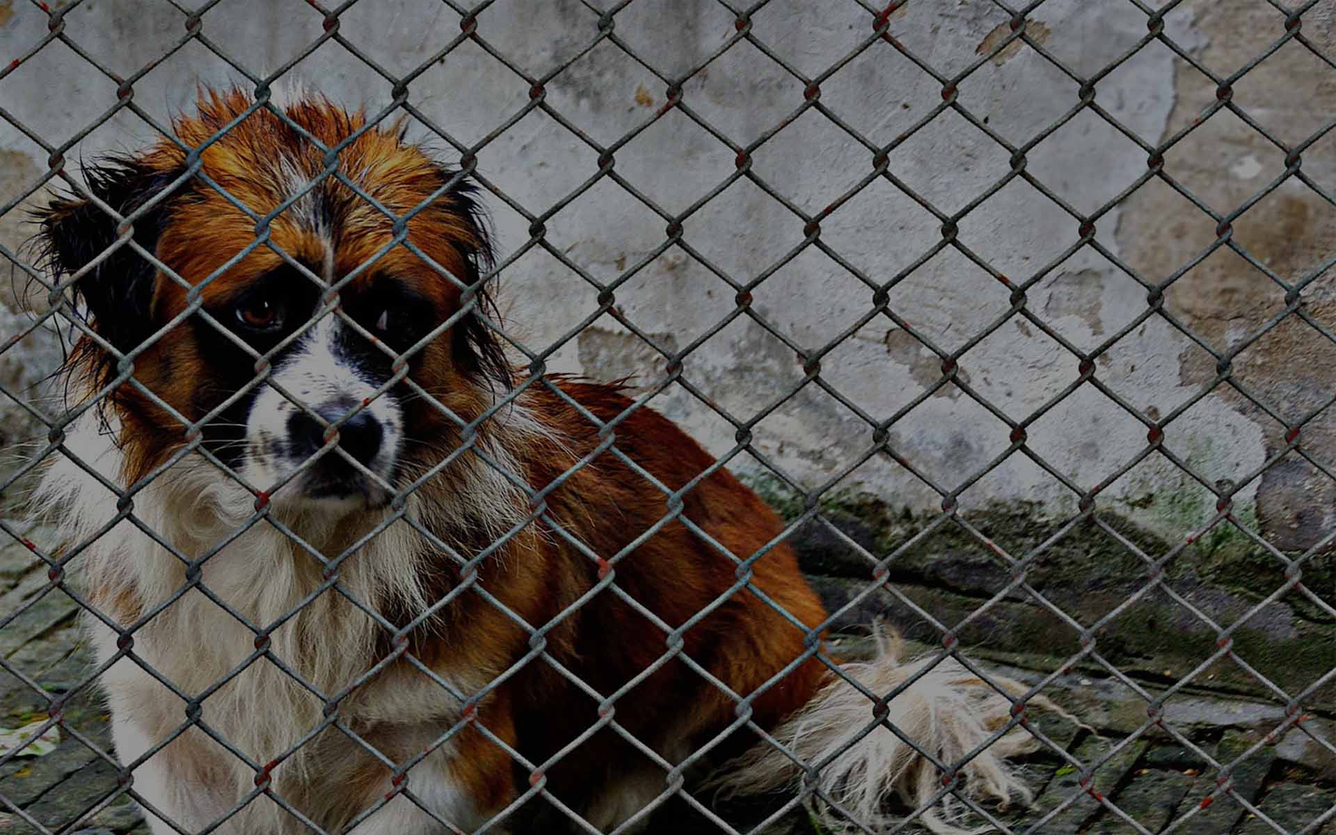 Small Tech Startup Develops New Way Anyone Can Save Animals, Without Spending Money