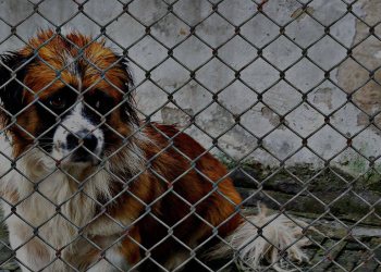 Small Tech Startup Develops New Way Anyone Can Save Animals, Without Spending Money