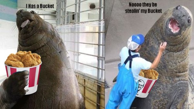 walrus KFC Bitcoin Bucket