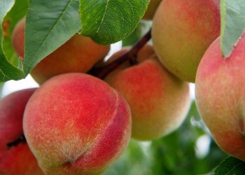 Georgia considering accepting cryptocurrency for tax payments