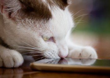 CryptoKitties Bite Back… on Mobile!