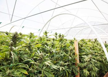 cryptocurrency payments for cannabis