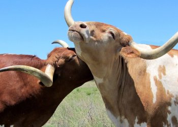 Despite Recent Volatility, Majority of Financial Experts Remain Bullish on Cryptocurrency