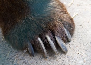 Bitcoin price bearish