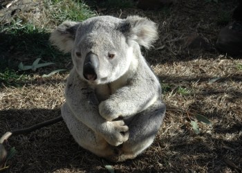 Australia Criminalizes Cash Over $10K While Funding Blockchain Research