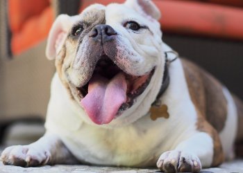 bull dog bitcoin price