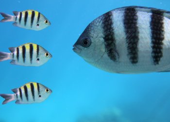 Ripple CEO: Bitcoin’s Dominance Over Altcoins May Soon End