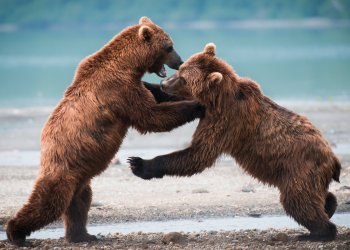 Warren Buffett Tops Jamie Dimon in Battle of the Bitcoin Bears