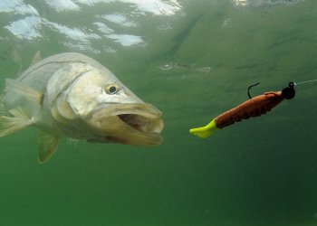 Institutional investors