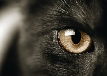 ‘First Bitcoin Investment Fund’ Pantera Capital Celebrates 5 Years, 10,000% Return