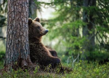 Does Bitcoin Price Need To Fall to $5000 Before Bear Market Is Over?