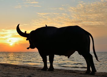 bull bitcoin price BTC price