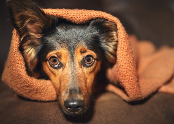 Bitcoin Cash Crunch: Bitmain IPO Makes Crypto Industry Uneasy