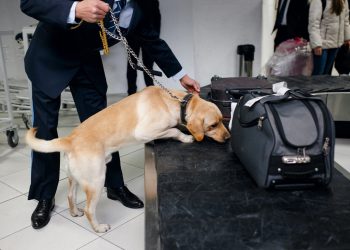 DEA: The Number Of Illegal vs. Legal Uses of Bitcoin Has Swapped