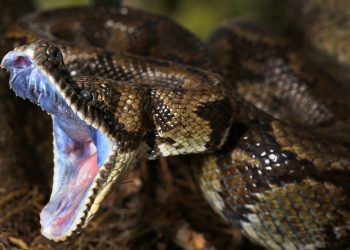 Bitcoin Price Analysis: Will Bitcoin Bite Back?