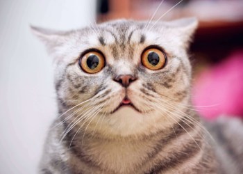 Bitcoin price BTC price cat