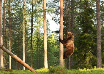 bear market bitcoin price btc price