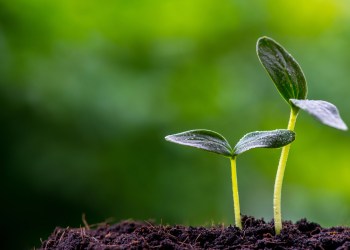 sprout green investment