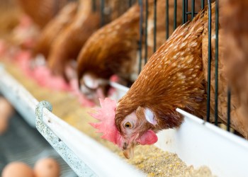 chicken pollofeed lightning network