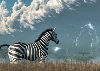 zebpay zebra lightning