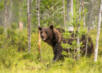 Bitcoin Price May Re-enter Bear Market, Warns Analyst (As Altcoins Gain Favor)