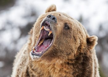 bitcoin price prediction bears