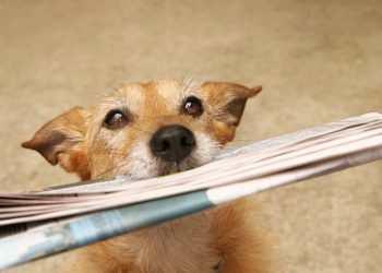 Sunday Digest: Bitcoin Price Misery and Facebook's Libra Fiasco