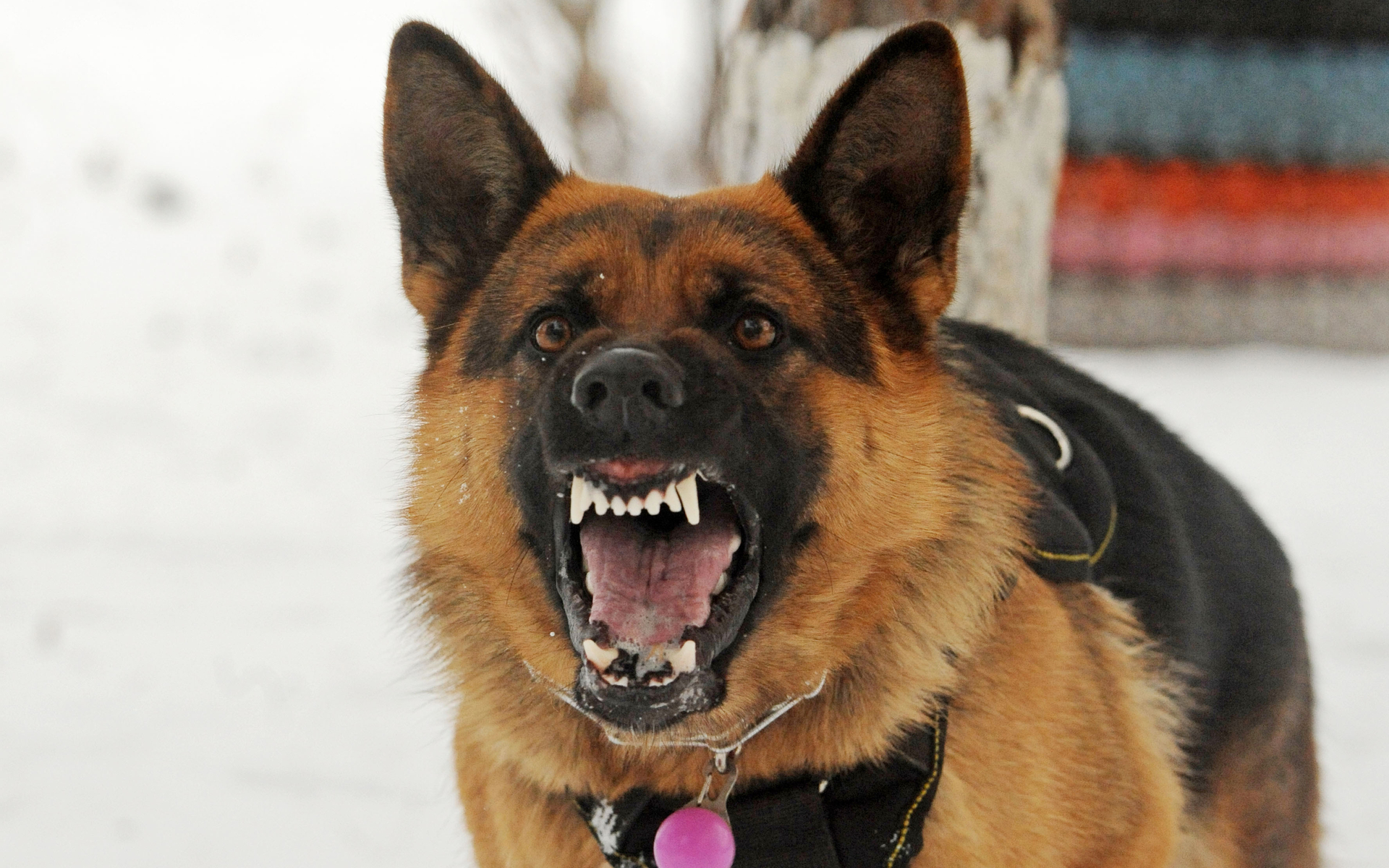 BTC bitcoin peter schiff