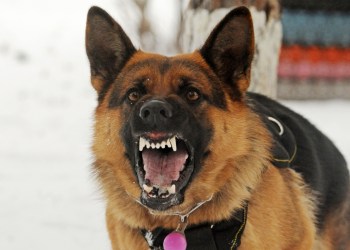 BTC bitcoin peter schiff