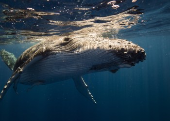bitcoin crashes as whale dumps on Huobi
