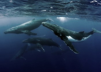 accumulate more bitcoin