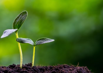 InstaDapp Raises Seed Funding Pantera