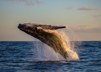 Bitcoin Whale Moves 47,000 BTC ($338 Million) as China Cracks Down on Crypto