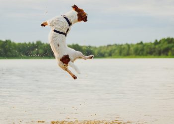 bitcoin and crypto markets bounce back