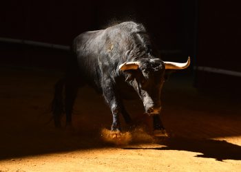 tezos bull market begun