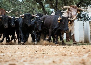 bitcoin bull cycle 600 days