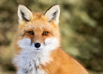 ethereum defi metamask 1 million users