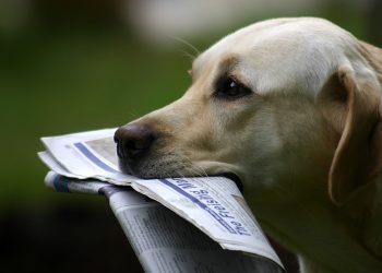 Sunday Digest: Bitcoin Price Misery and Facebook's Libra Fiasco