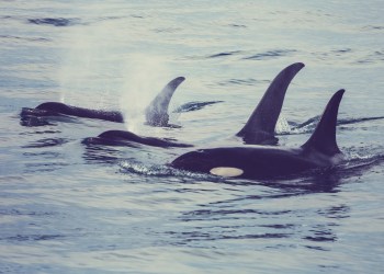 Whales Dumping on BitMEX Sent Bitcoin Price Plunging